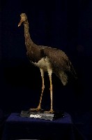 藏品(黑鸛)的圖片